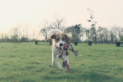 Cute beagle puppy with dog toy rope. dog running in the meadow. playful puppy with dog toy.