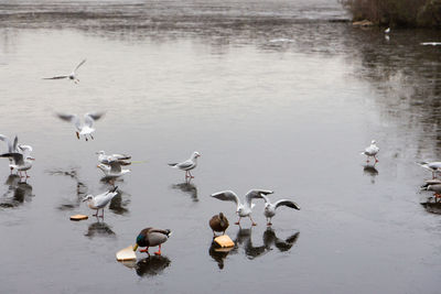 High angle view of swans swimming on lake