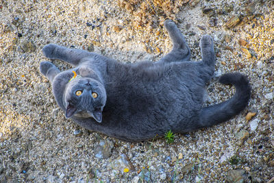 High angle view of a cat lying on land