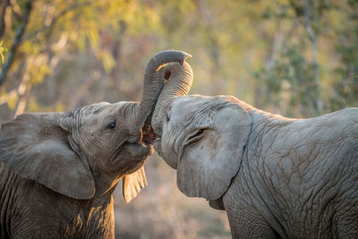 Close-up of elephant