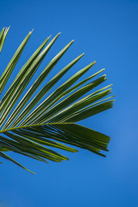 Low angle view of palm tree against blue sky