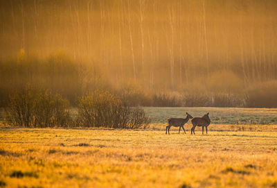 A beautiful misty morning with wild red deer herd grazing in the meadow. 