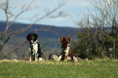 Dogs in a field