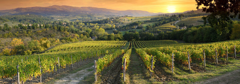 Scenic view of vineyard against sky