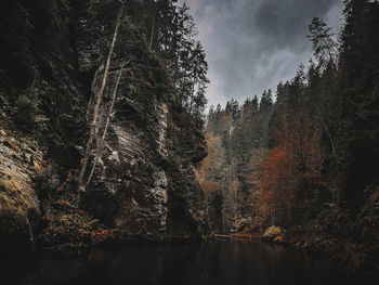 Low angle view of trees in forest against sky