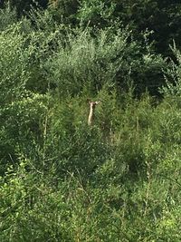 Bird on tree in forest