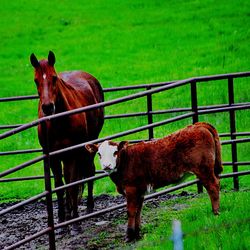 Horse on field