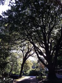 Trees growing against sky