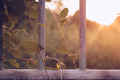 Close-up of rusty metal fence against plants