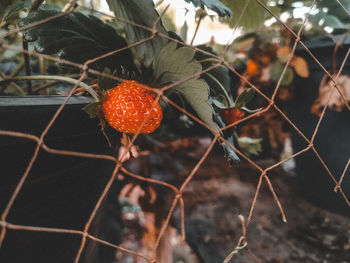 Close-up of berries on plant