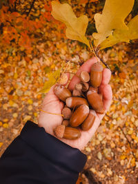 Midsection of person holding autumn leaves