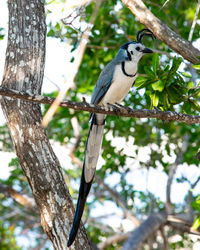 White-throated magpie jay in the trees in huatulco mexico