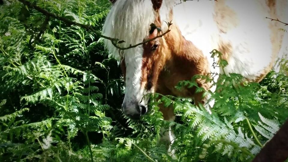 Bodmin moor, Liskeard, Cornwall