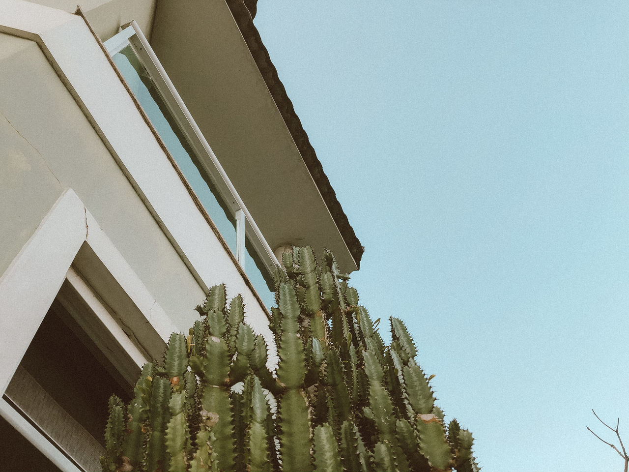 sky, built structure, low angle view, architecture, building exterior, clear sky, building, copy space, plant, no people, nature, day, growth, tree, outdoors, house, residential district, window, roof, blue