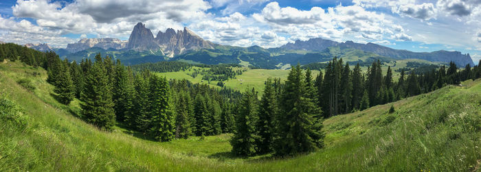 Panoramic view of pine trees against sky