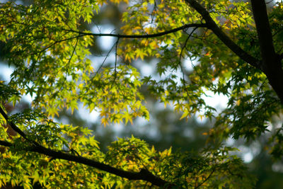 Low angle view of tree branches against sky