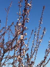 Low angle view of tree against clear blue sky