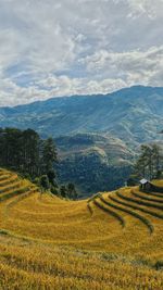 Scenic view of agricultural field against sky