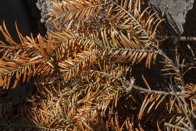 branch