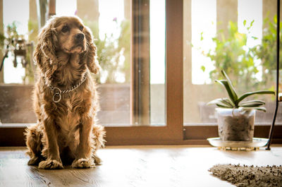 Portrait of a dog looking away