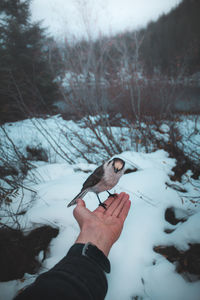 Bird perching on hand of man against bare trees during winter