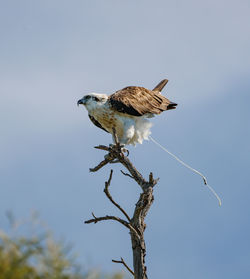 Bird perching on branch against sky