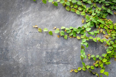 High angle view of ivy growing on wall