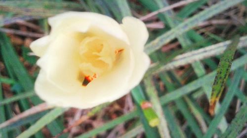 Close-up of white flowers blooming outdoors