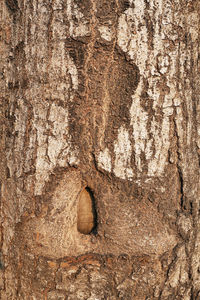 Full frame shot of tree trunk