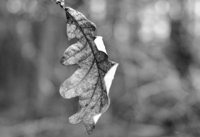 Close-up of dry leaf outdoors