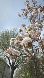 Low angle view of cherry blossoms