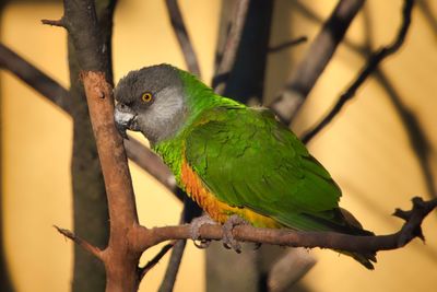 Close-up of parrot perching on branch