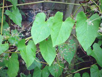 High angle view of raindrops on leaves