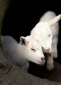 Close-up of a rabbit