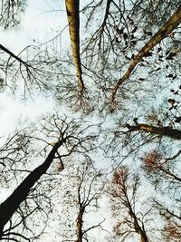 Low angle view of bare trees against sky