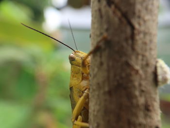 Close-up of insect on tree trunk