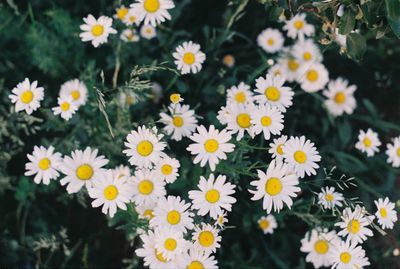 Close-up of daisies on field