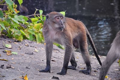 Macaque long tailed monkey, close-up genus macaca cercopithecinae, monkeys in thailand. asia.