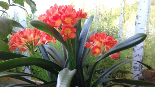 Close-up of day lily blooming outdoors