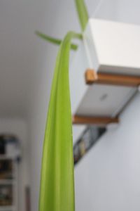 Close up of green leaves