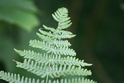 Close-up of fern leaves
