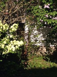 White flowers growing on tree