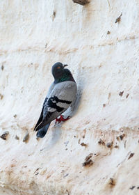 Low angle view of bird perching on rock