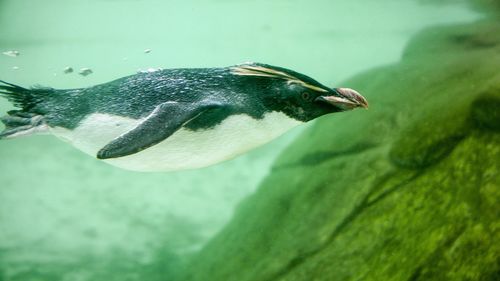 Close-up of fish swimming in aquarium