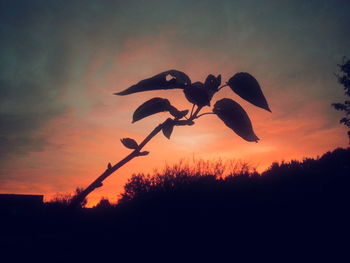 Silhouette plants at sunset
