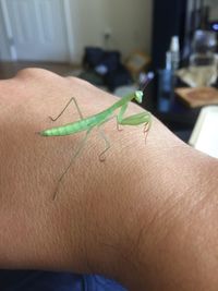 Close-up of insect on hand