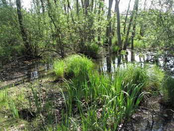 Scenic view of lake in forest