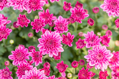 Close-up of pink flowers