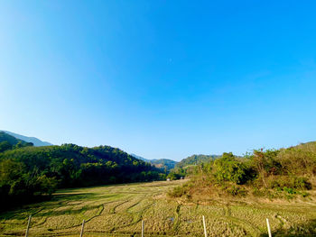 Scenic view of field against clear blue sky