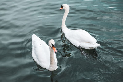 Swans swimming in lake